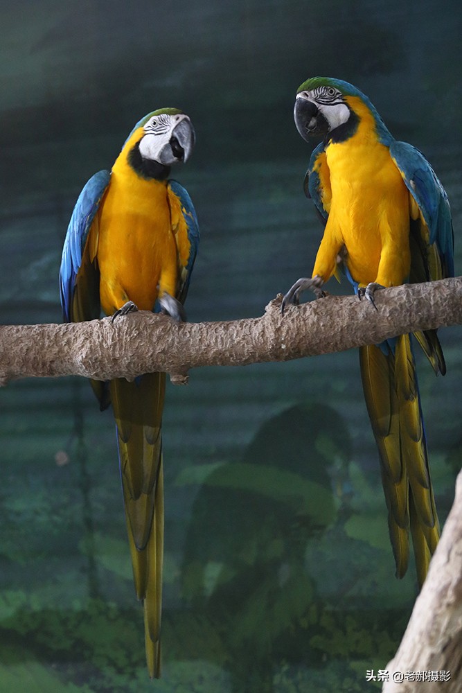 鹦鹉中它是最贵的了吧？