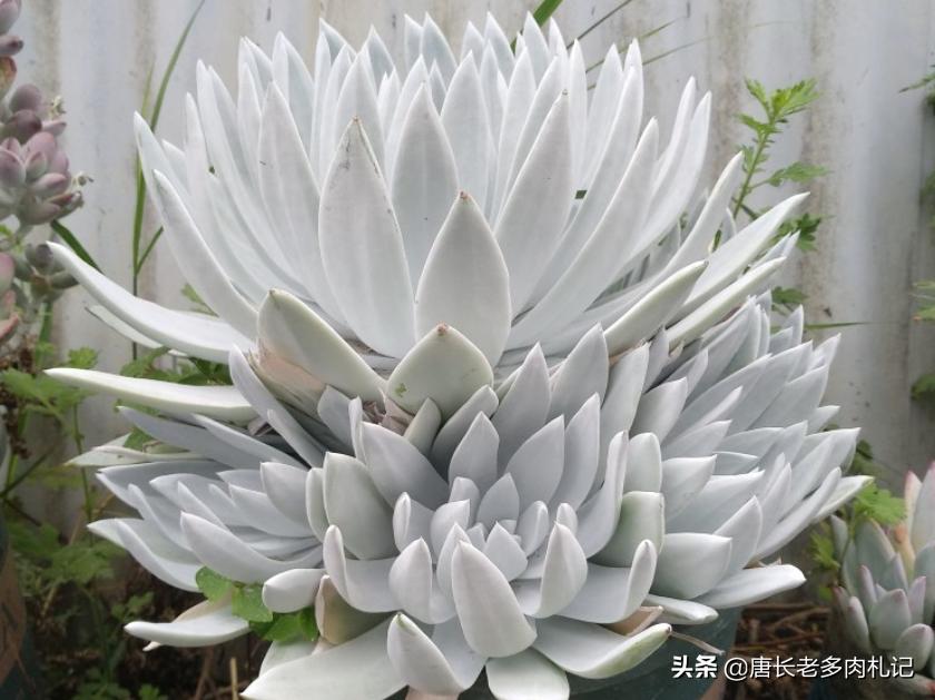 多肉每个品种养法一样吗,假如养多肉有等级