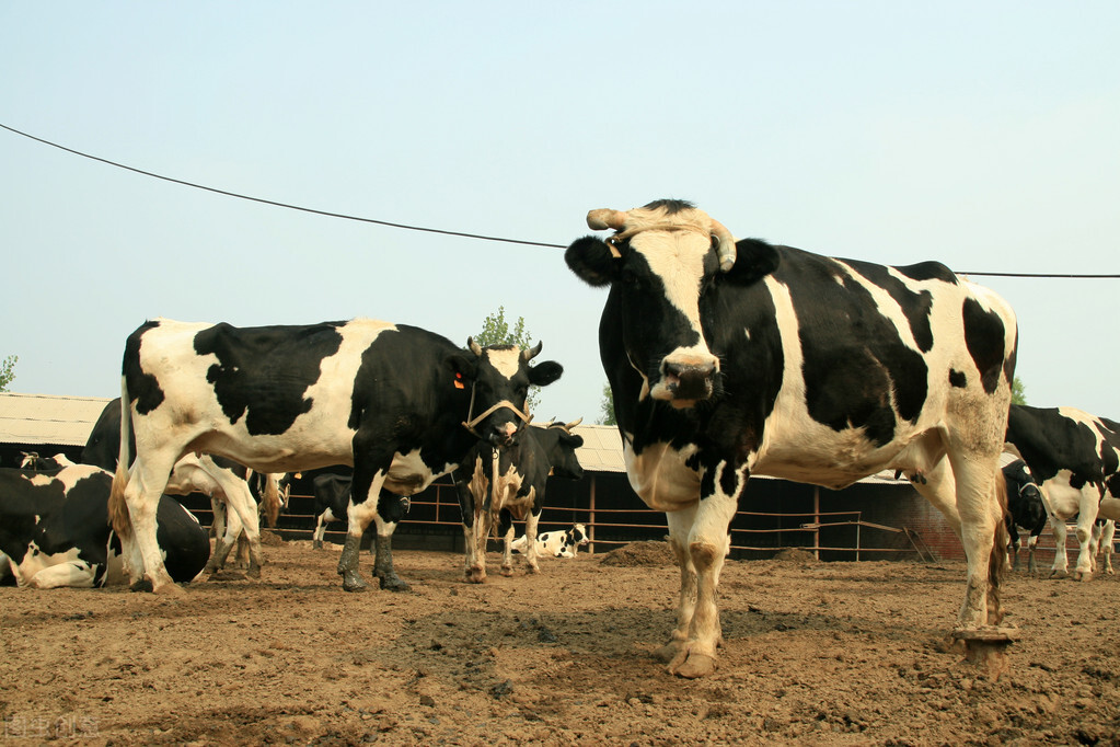 奶牛口蹄疫怎么治,养牛疾病大全