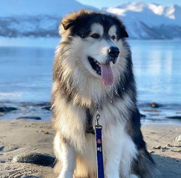 比较温顺善良的狗狗品种有哪些,温顺好养的狗狗中大型犬