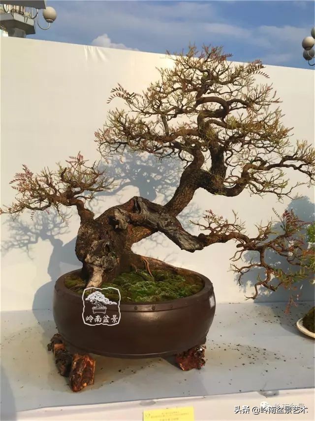 杂木盆景也毫不逊色,杂木盆景值钱吗