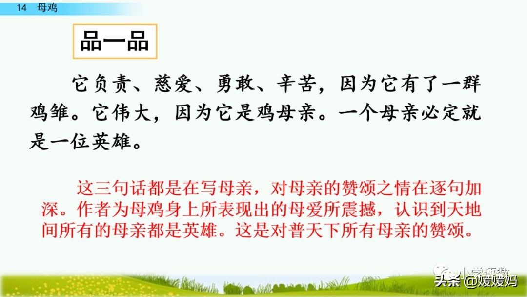 四年级下册第13课小练笔仿写母鸡,四年级下册14课母鸡的预习完整版