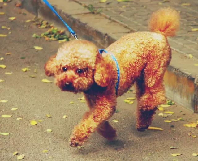 怎么教狗持续站立,不要轻易去教狗站立