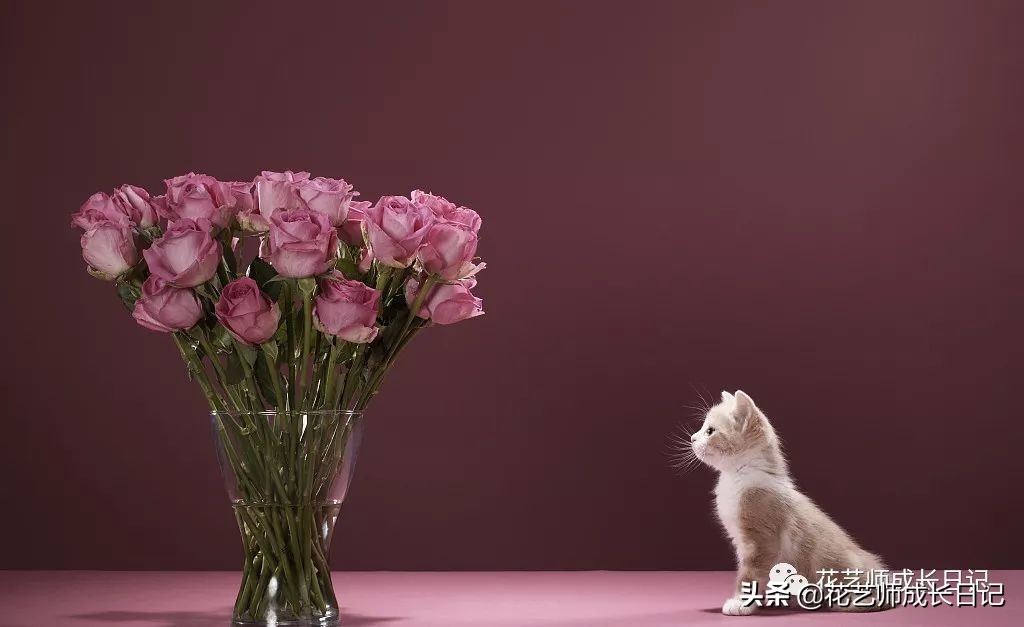 1-999朵玫瑰花分别代表什么花语,1到99朵玫瑰花花语