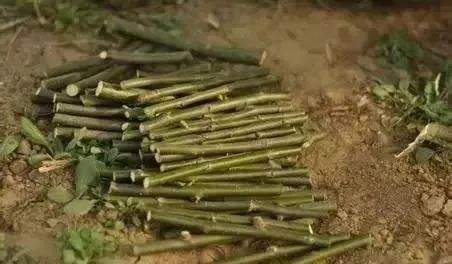 怎样用柳树水来给君子兰生根杀菌,柳枝泡水浇君子兰的方法