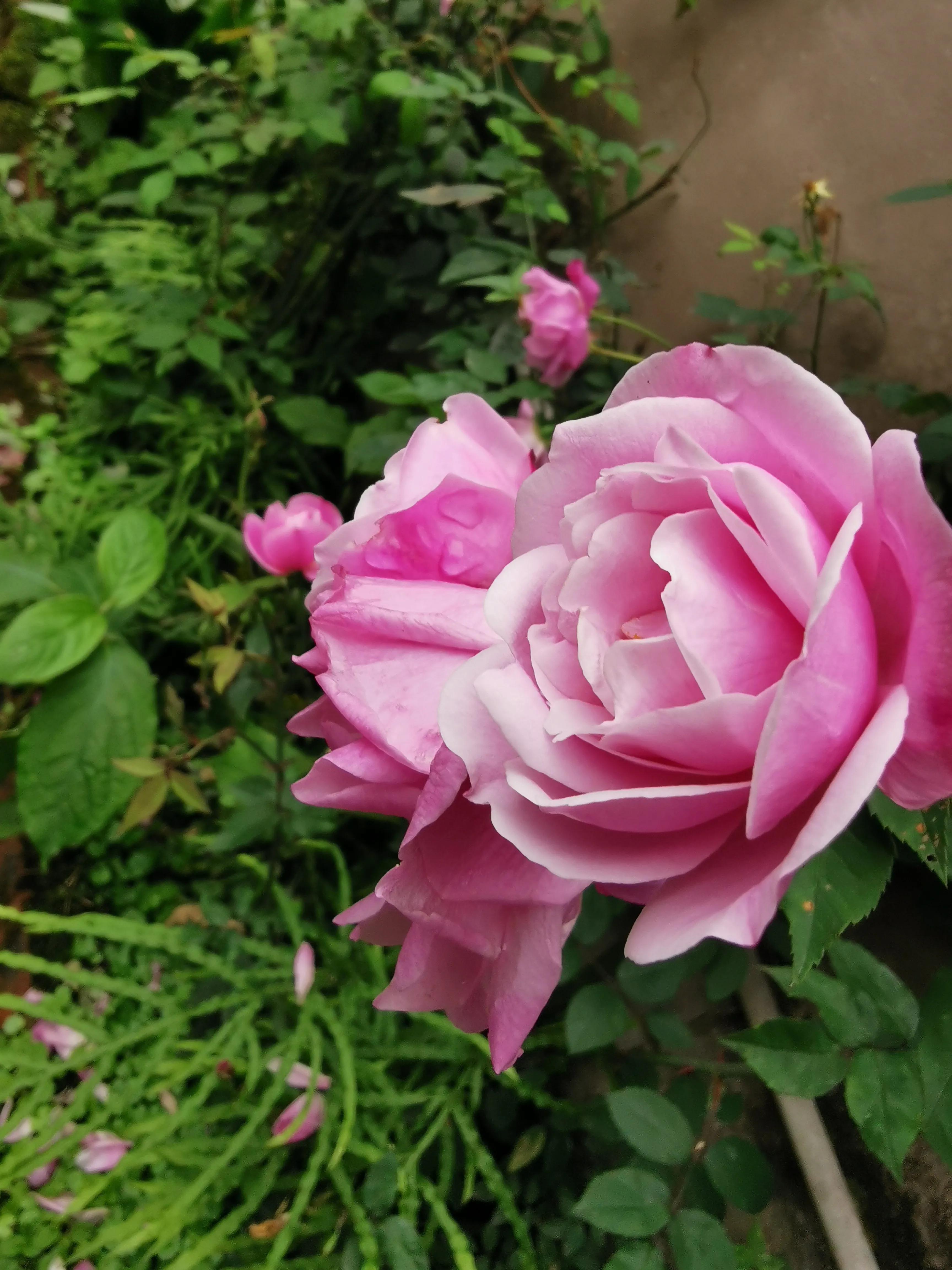 走马古镇全部图片,走马印象