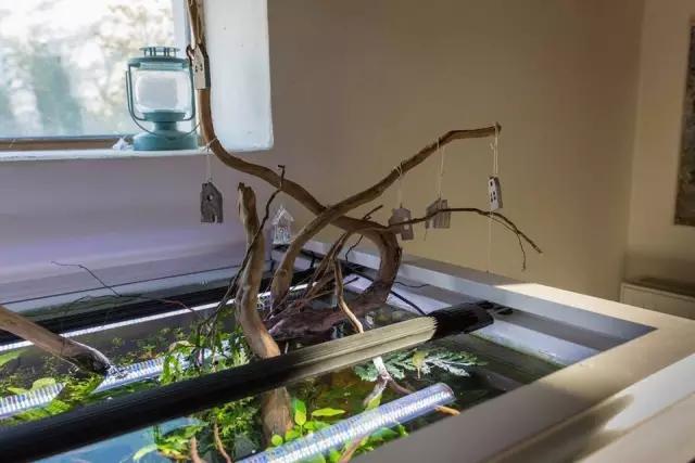 本色水景水草造景培训,本色水景水草培训