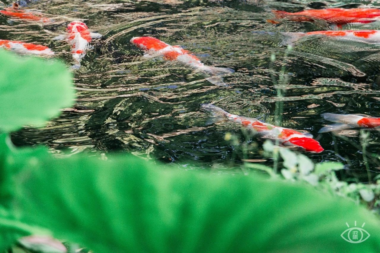 深圳65岁老人免费游景点,深圳必去十大免费网红景点