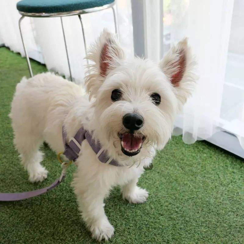 不掉毛无体味性格温顺的小型犬,宠物狗大全表