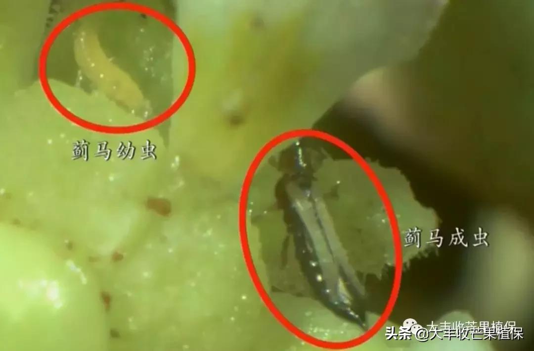 芒果虫害大全图片,芒果花期最令人纠结的虫害是什么