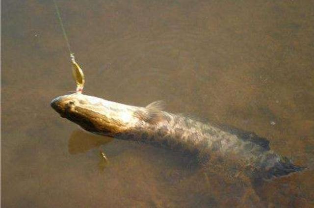 黑鱼钓起来怎么样不会死,黑鱼钓起来手感如何