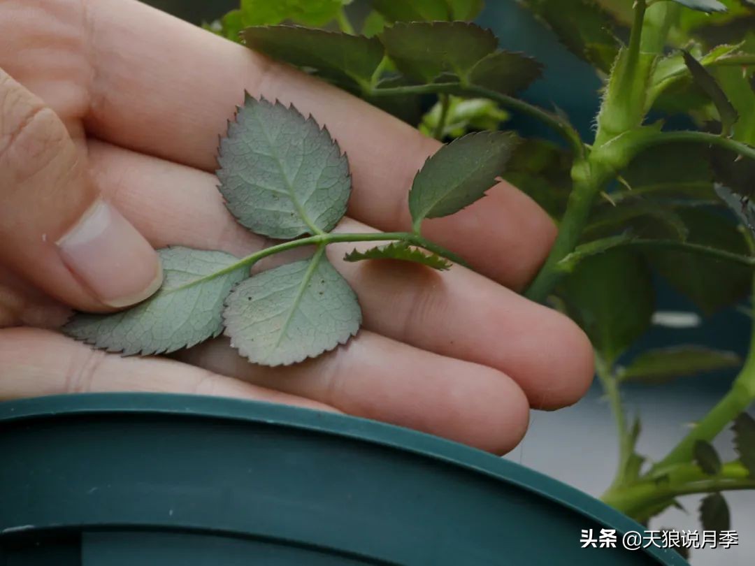 红蜘蛛的防治花草,如何预防红蜘蛛和黑斑病