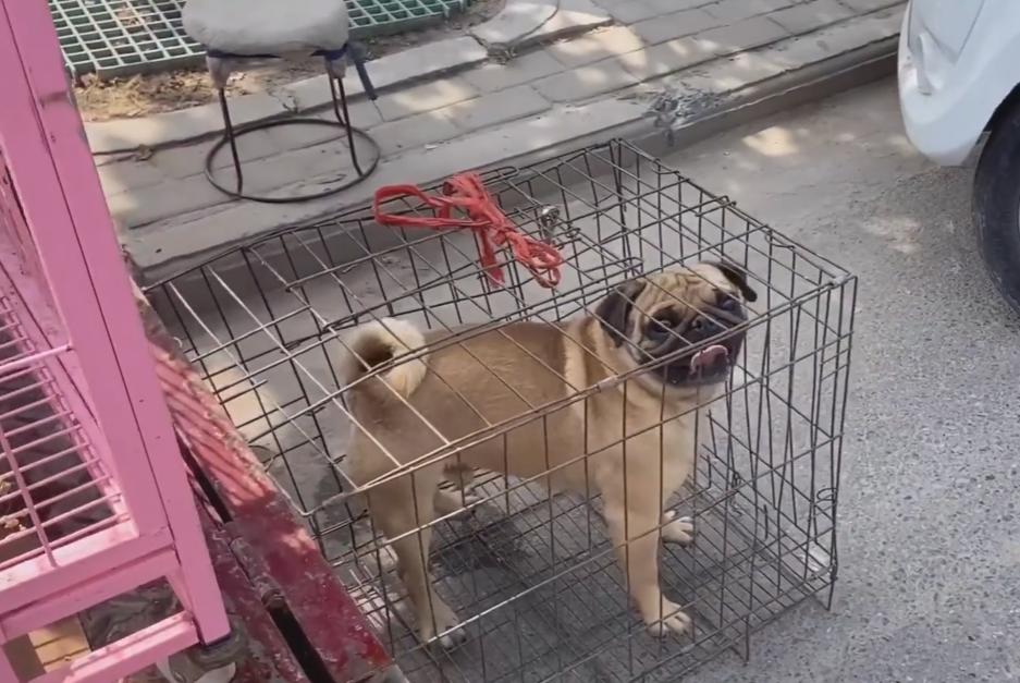 狗主人完全控制不住德牧,德牧犬遛狗回来一直趴在地上