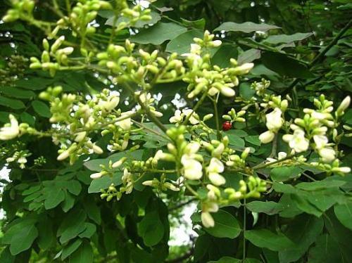 国槐和洋槐的区别有哪些,槐树跟洋槐的区别