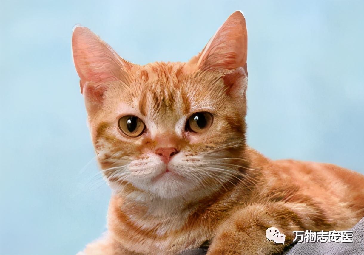 驱虫药跟驱虫针有什么区别,驱虫药内服和外用的区别