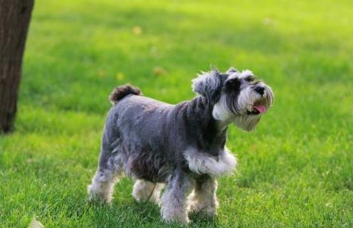 山地犬狗狗的品种,常见的狗狗品种大全