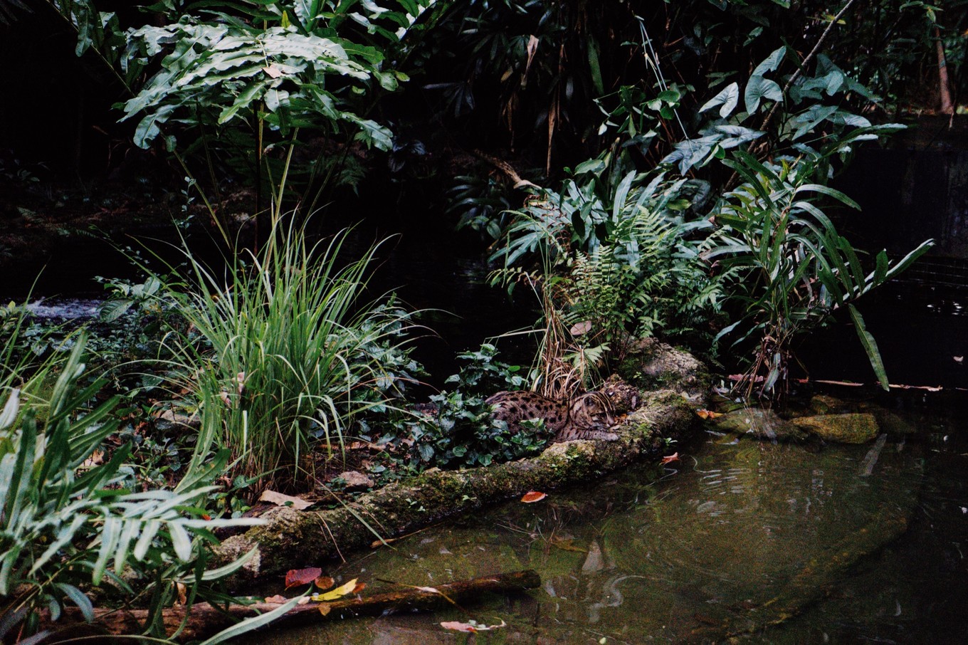 中国蝙蝠动物园,中国有蝙蝠的动物园