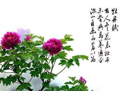 古今贤文牡丹赋,历代牡丹诗赋