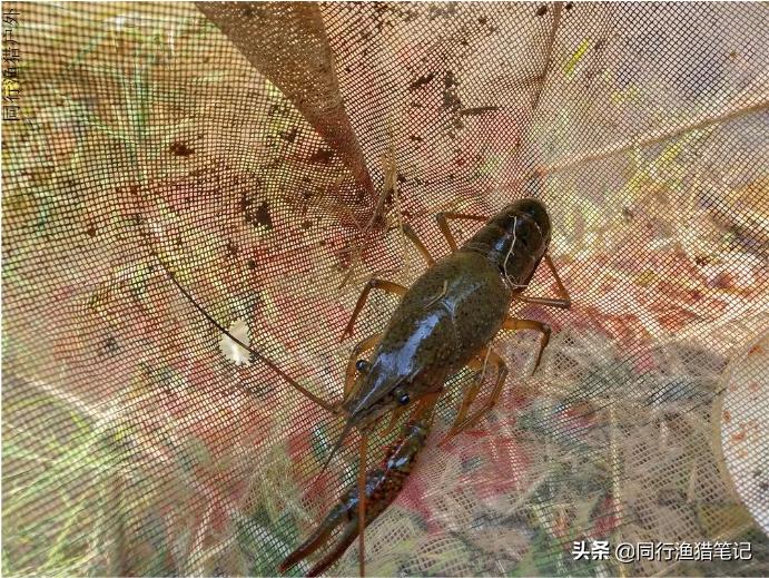 如何在鱼塘里钓龙虾,钓不到鱼鱼在水面游