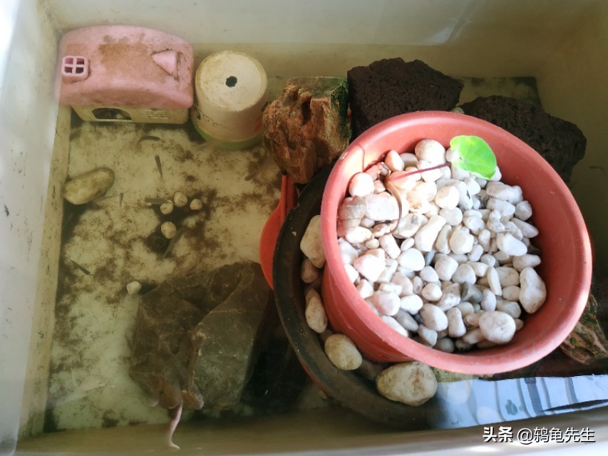 乌龟缸里用什么养水草,乌龟缸里养植物的好处