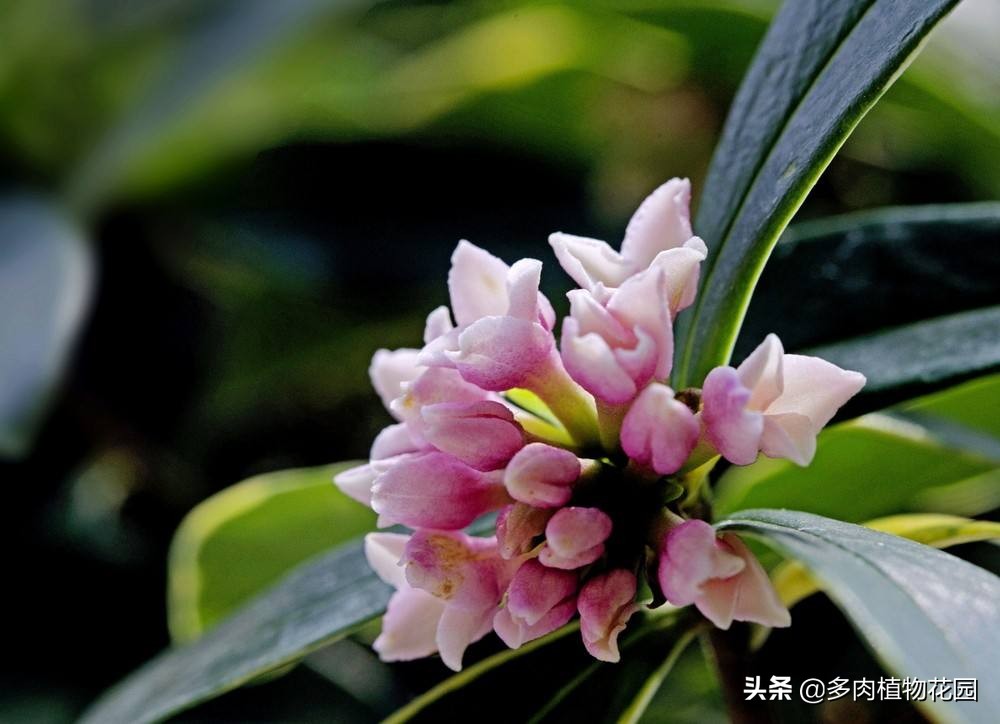 瑞香叶片卷曲什么原因,瑞香叶片有黄色斑点怎么办