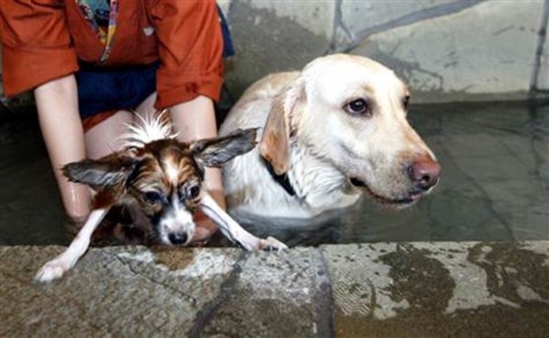 狗狗常见皮肤病与药物治疗,什么沐浴露预防狗狗皮肤病