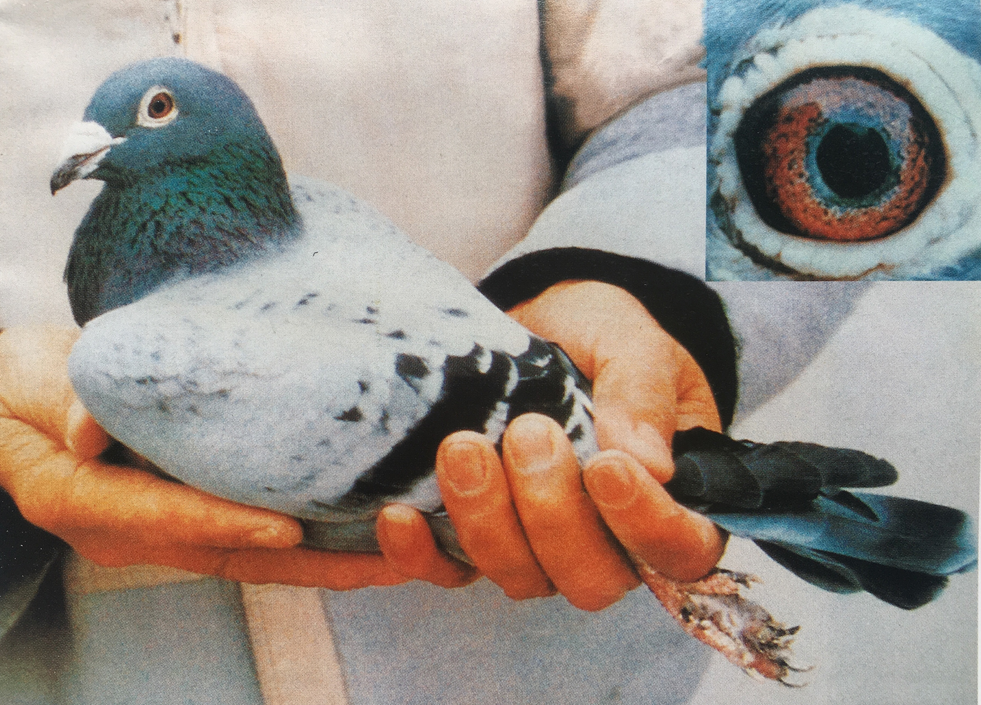 九方皋相马启示,从九方皋相马得到什么启示