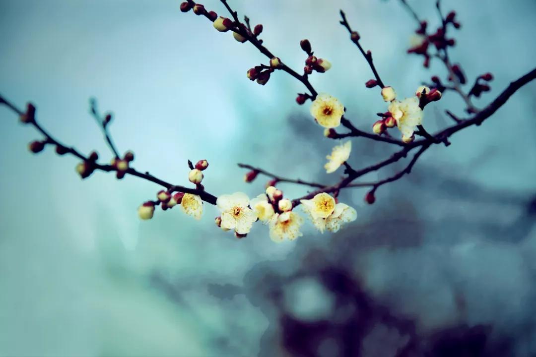 巜以苏轼之名,品味宋代极致美学》——王伟书法之十五