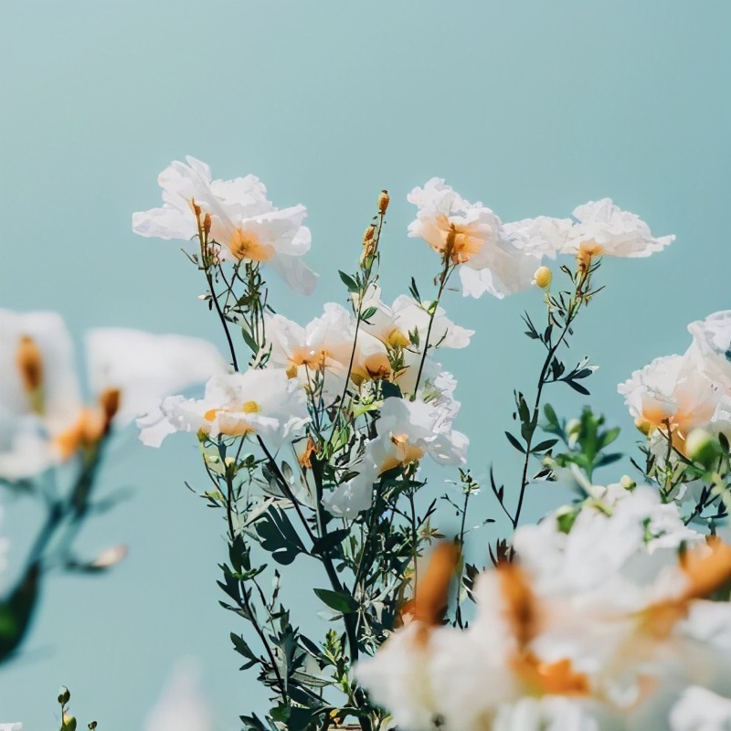 朋友圈背景图一组治愈系背景图,干净好看治愈系背景图高清全屏