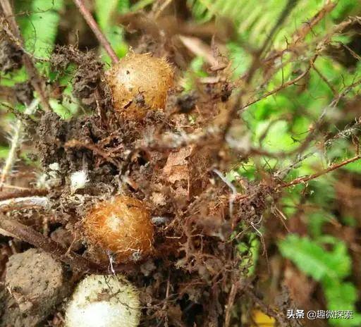 以前在农村很常见的一种野草,农村常见野草你能叫出它的名字吗