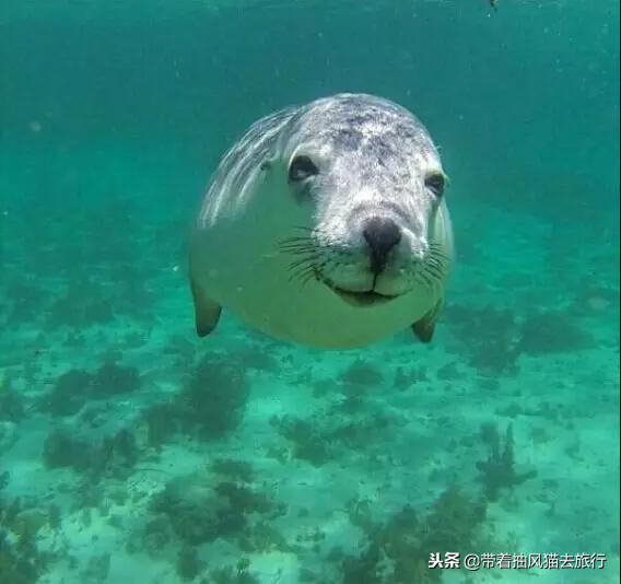 澳大利亚极致之旅,来澳大利亚必买