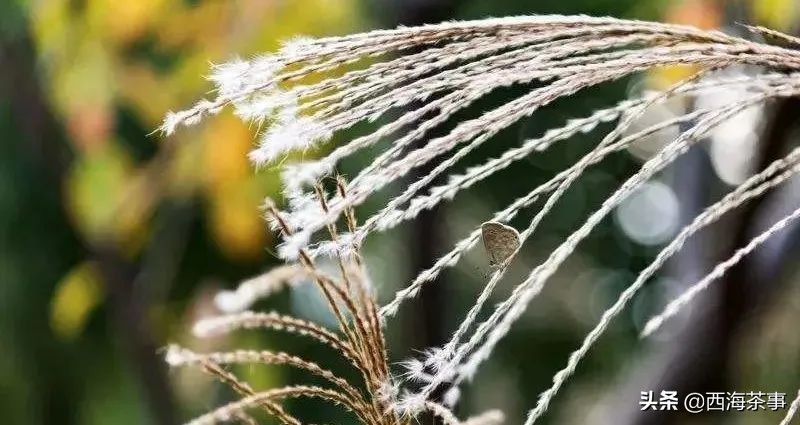 小雪煮茶，没有把手的茶壶却不烫手？急须壶的名字有什么来历？