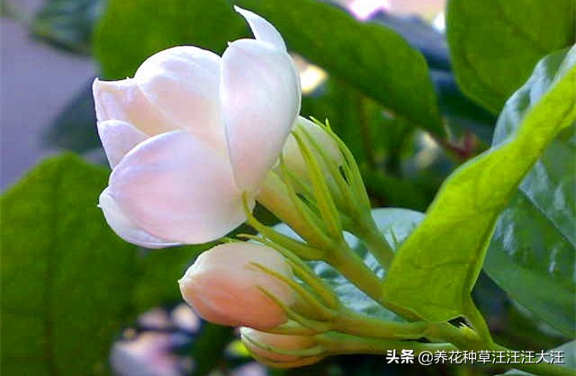 刚买来的茉莉上盆后掉叶咋办,茉莉移盆后叶发黄掉花蕾