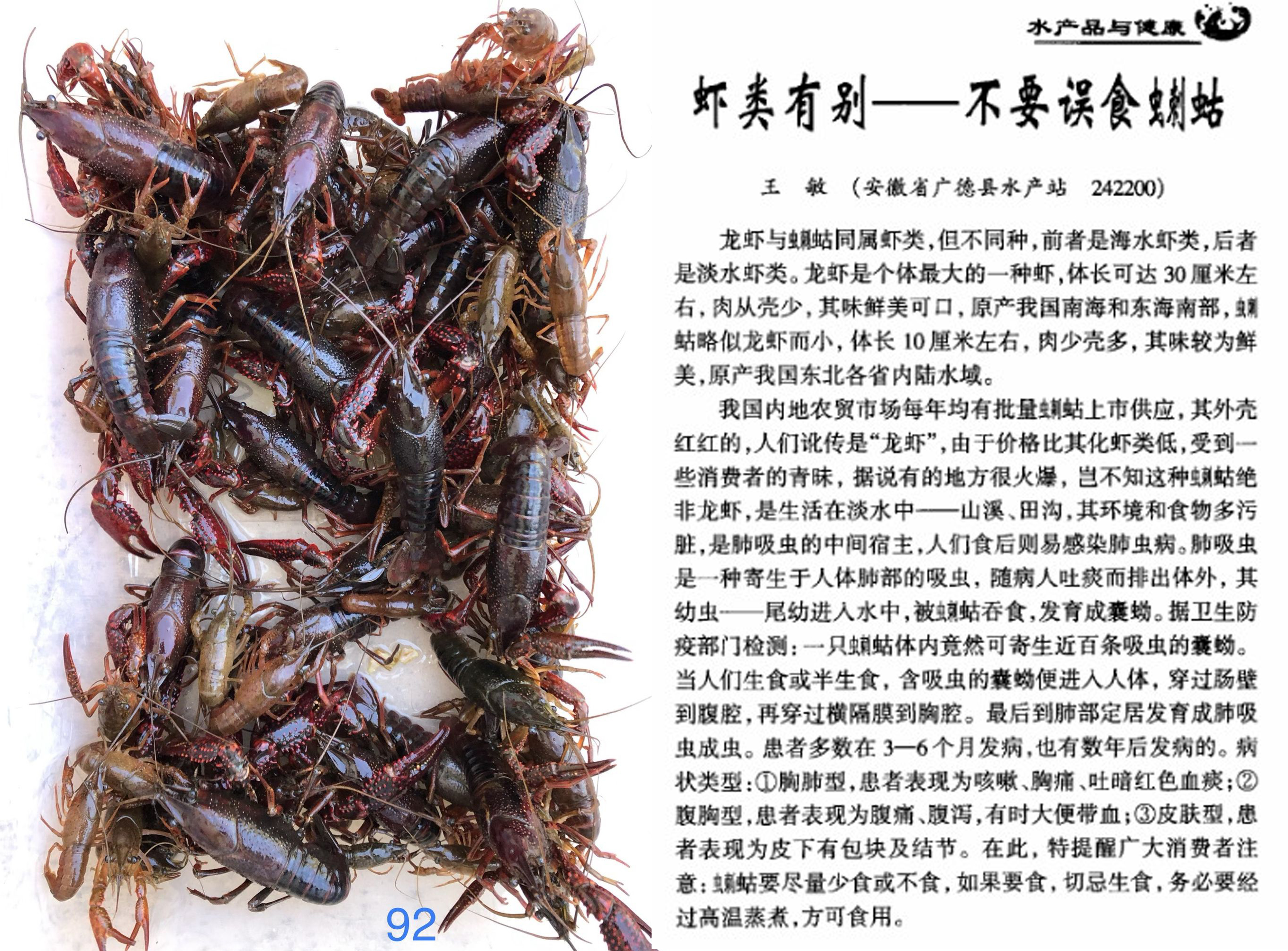 食物扫盲认识小龙虾,餐桌上的动物以及分类