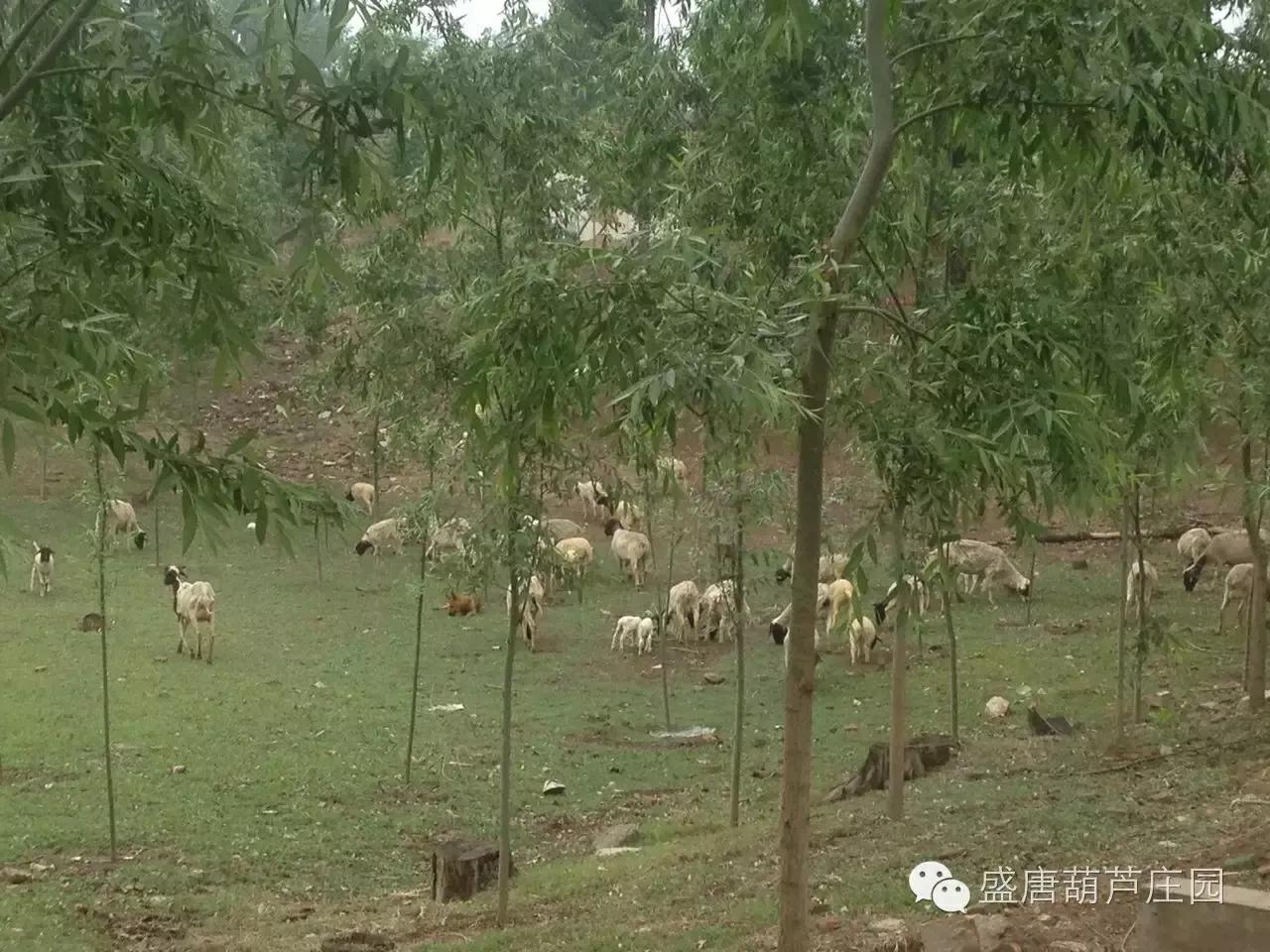 韩庄村历史,走过千年的古街来到你身边