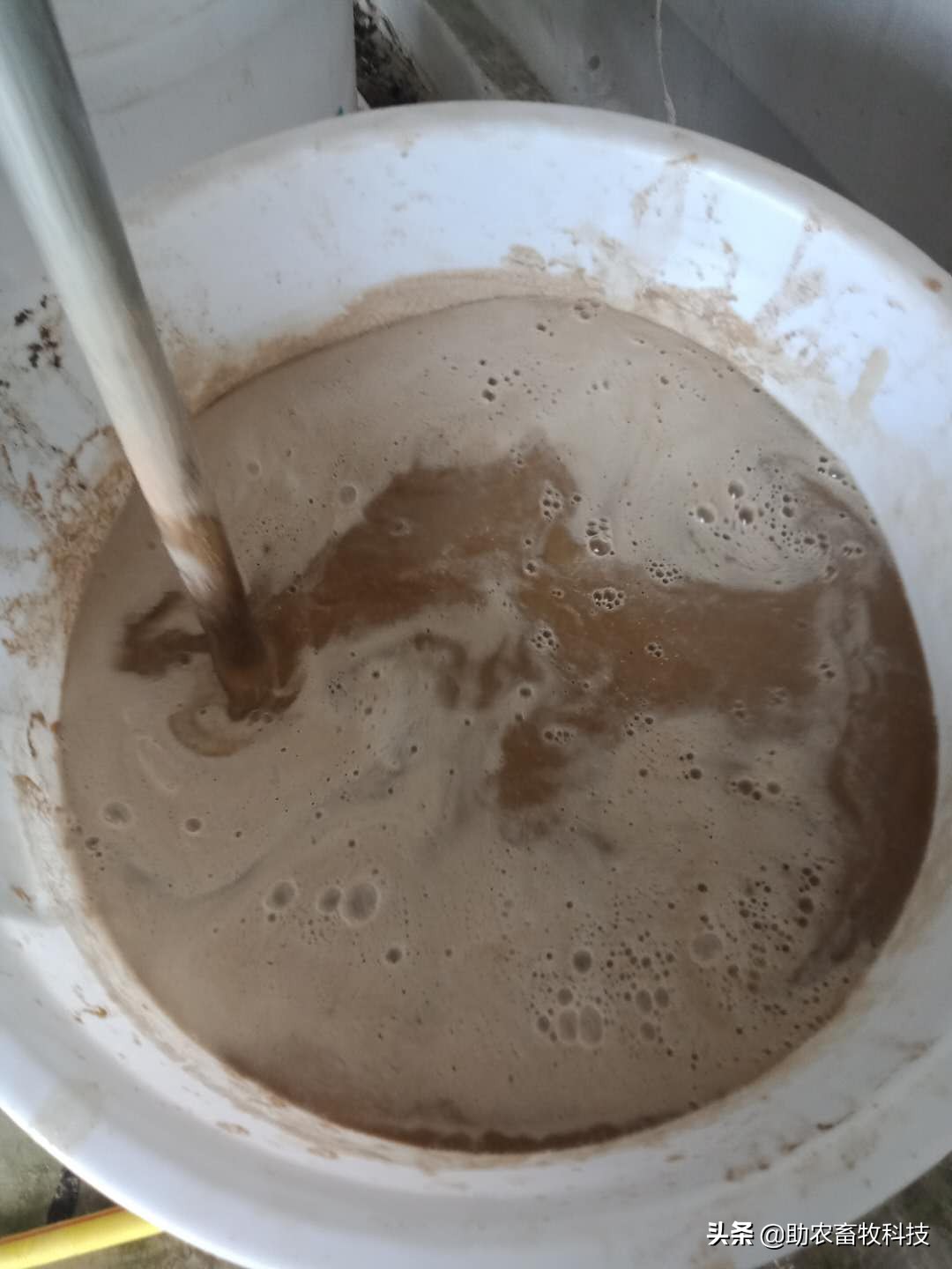 外购仔猪回来怎么处理,外购仔猪有什么风险