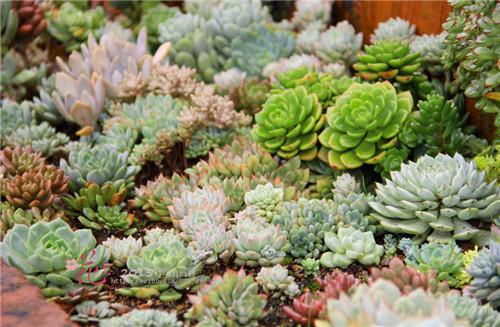 多肉全部搬到户外养,多肉观赏性强怎么办