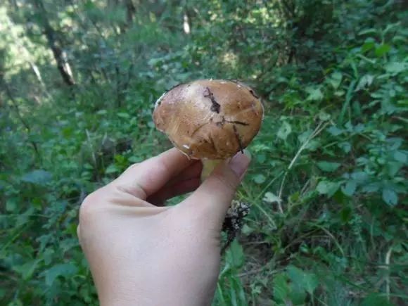 菌子为什么中毒,菌子中毒到底啥样