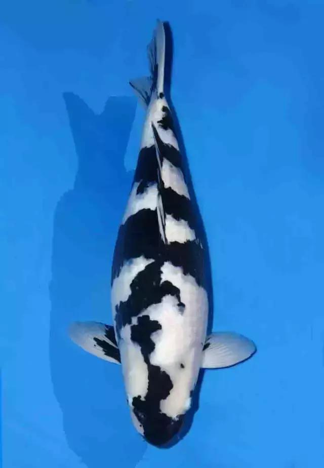 如何正确的治疗肠炎,肠炎的预防护理性知识有什么