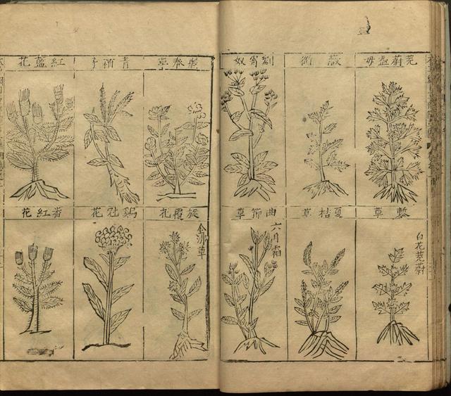 本草纲目中插图是李时珍画的吗,本草纲目李时珍插图