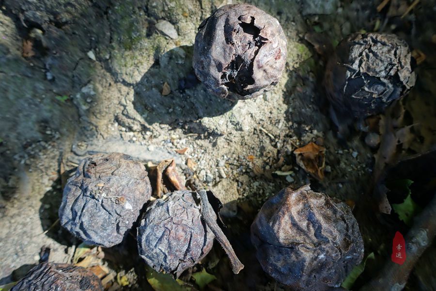 东北野生山核桃馅糖三角,红糖花生芝麻核桃做糖饼
