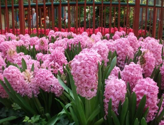 风信子发霉怎么快速消除,风信子根部发霉还能用啥补救