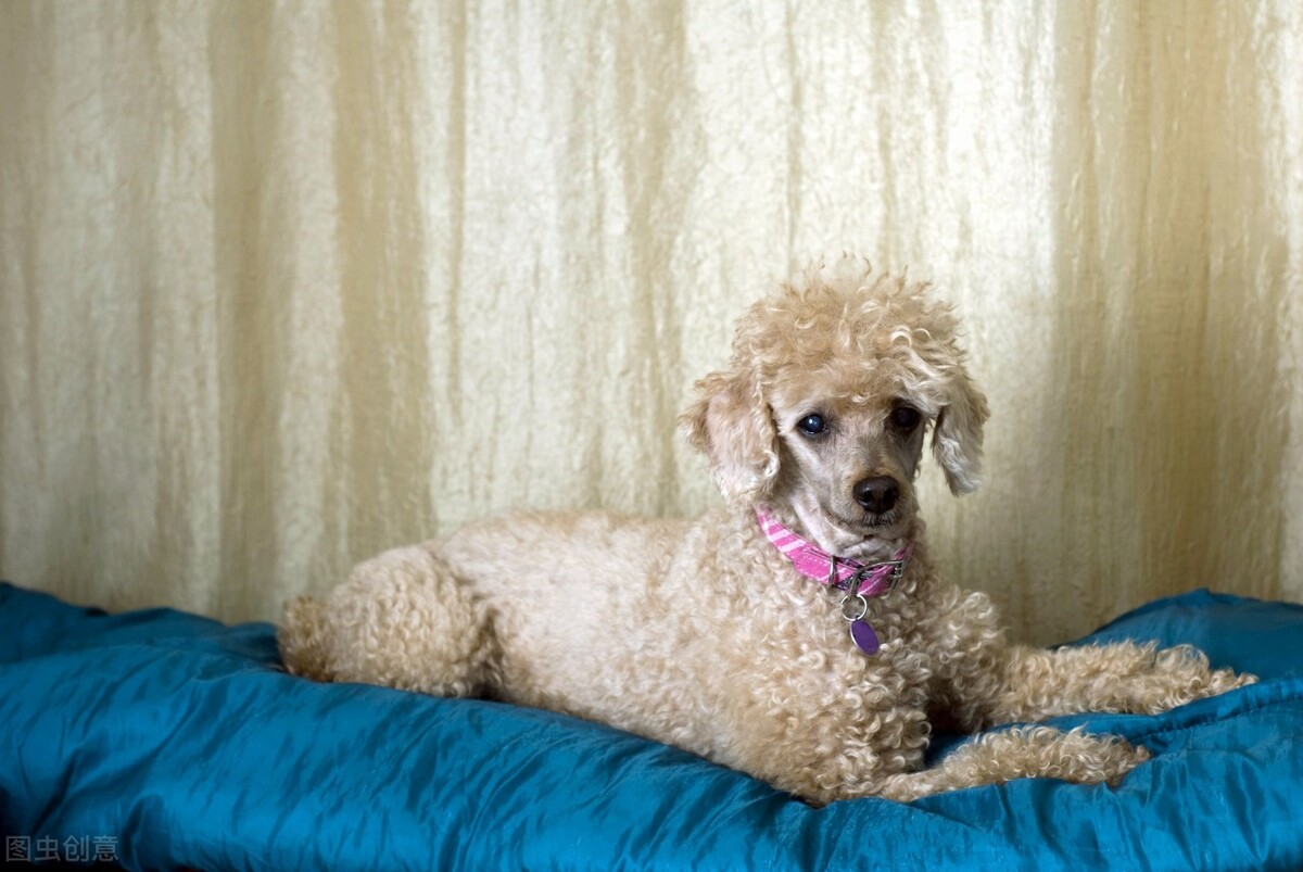 小狗来月经注意事项,母狗幼犬来月经前的征兆