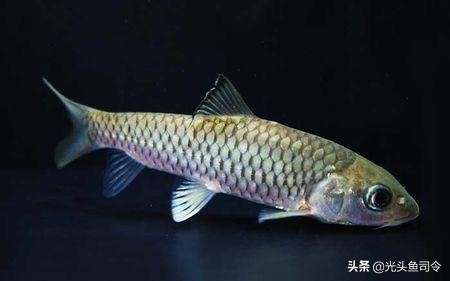 中国顶级鱼类大全你认识多少,十大淡水掠食性鱼类排名