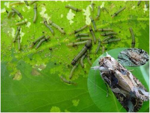 花菜苗期病害防治,花菜苗期移栽病虫害管理