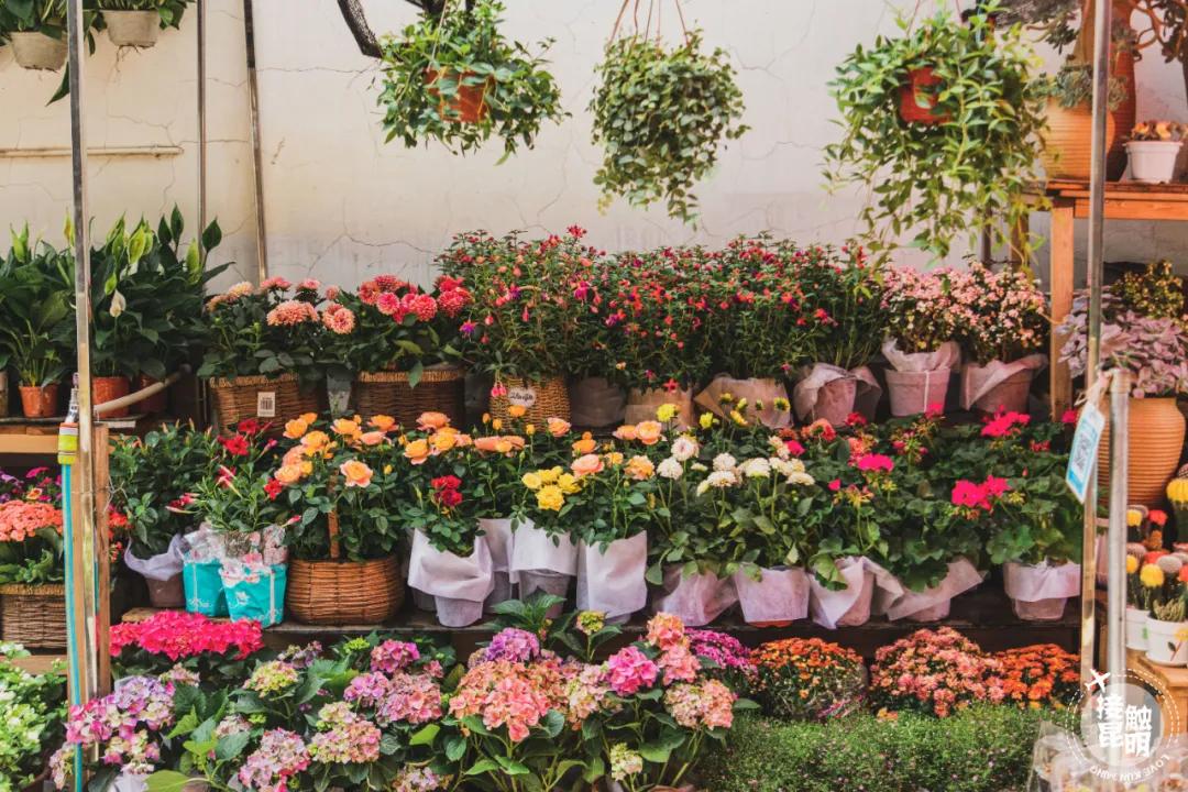 逛逛园博花鸟市场,园博花鸟市场攻略