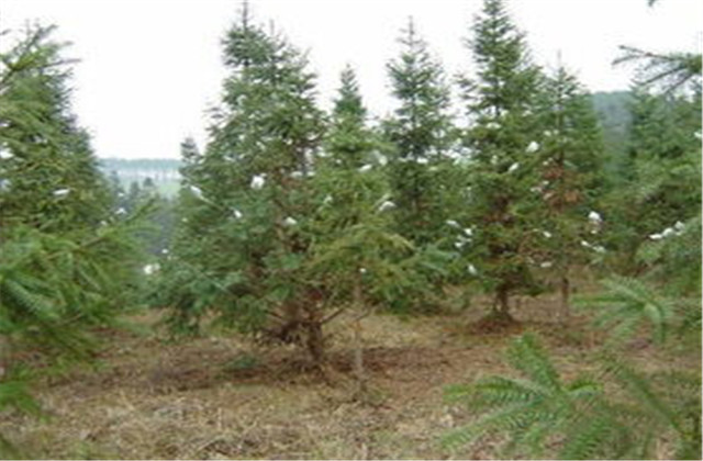 杉木有虫怎么防治,杉木虫害图片