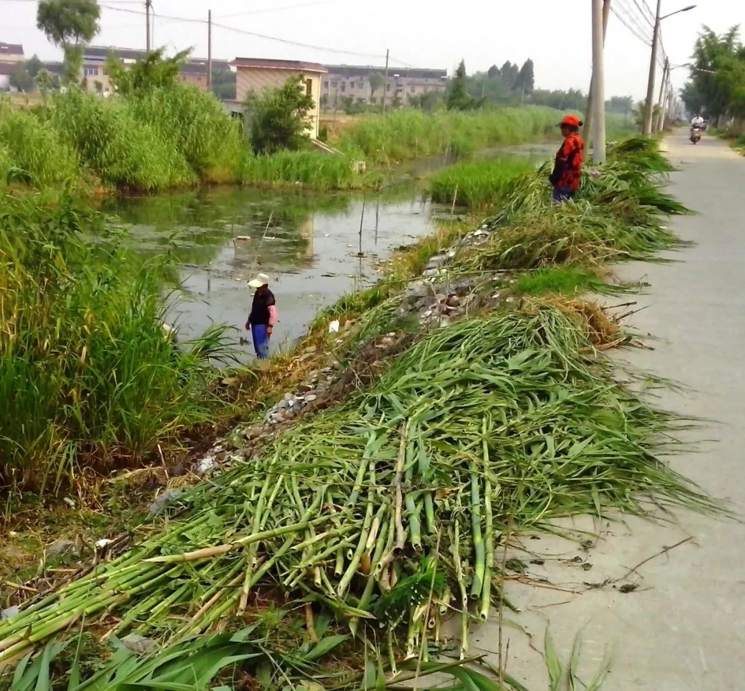 “九九中沟”，见证西江村的“久久”幸福——美不美？