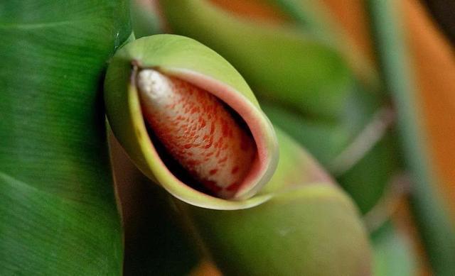 绿萝长高了爬满电视墙好吗,绿萝长得快用什么