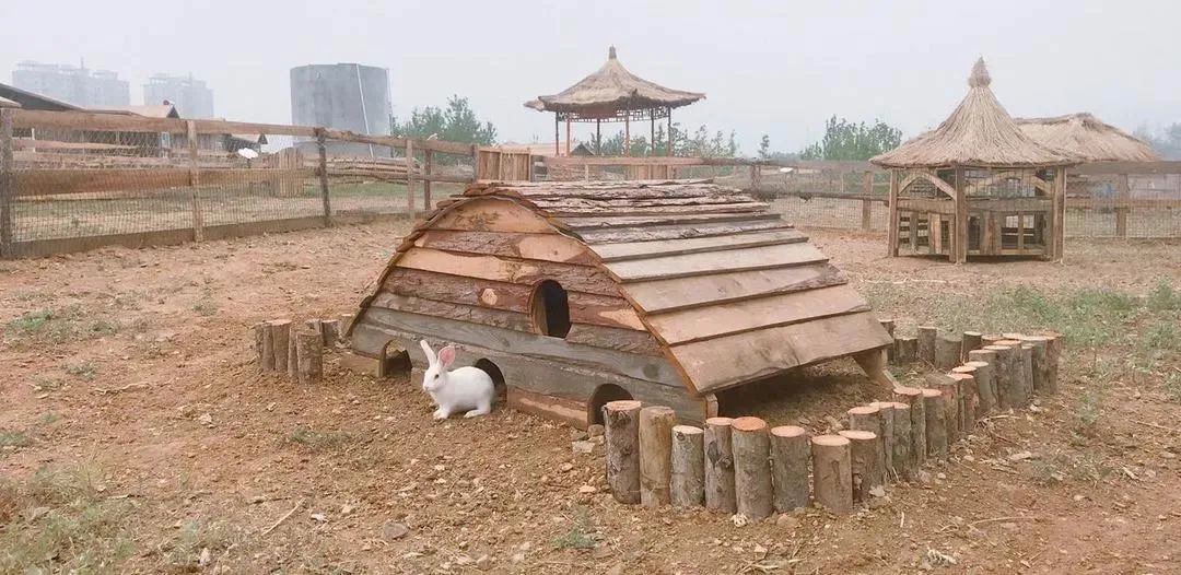 华酝牡丹园紫藤花,华酝牡丹园格桑花